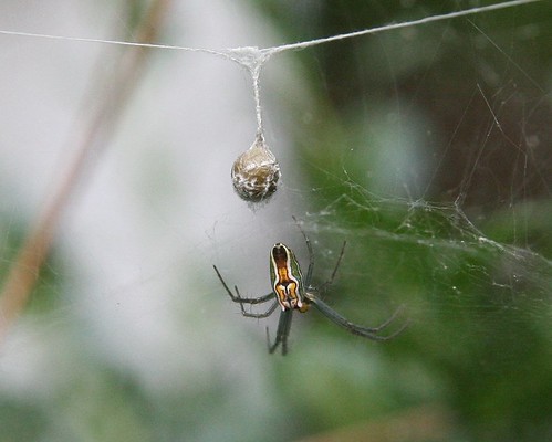 Striped Spider with Egg Sack