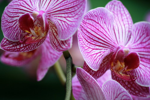 orchids (by mintyfreshflavor)