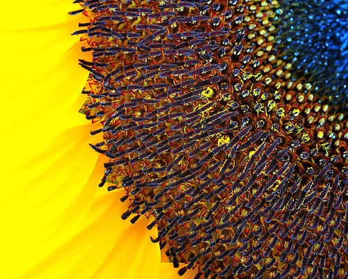 Sunflower Corner