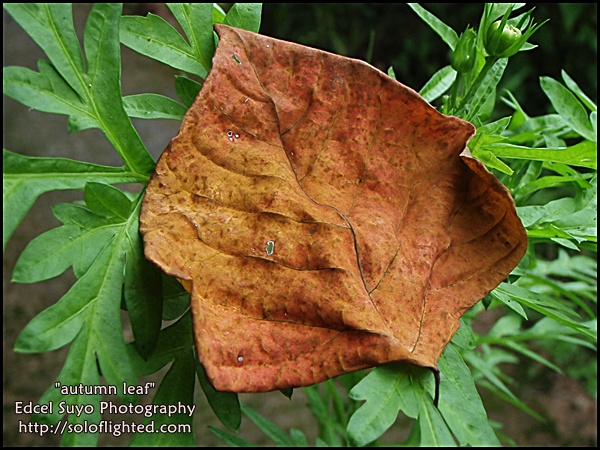 autmun leaf
