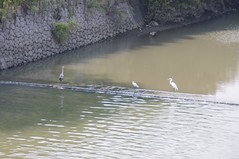 街崎川の鳥たち