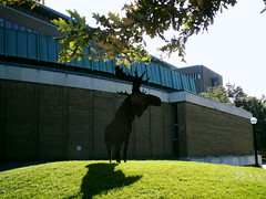 Campus Moose?