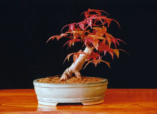 bloodgood japanese maple bonsai. japanese maple bonsai tree.