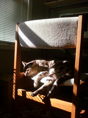 sunny chair