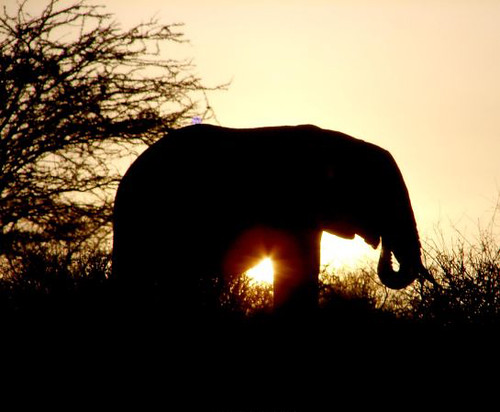 African elephant in sunset