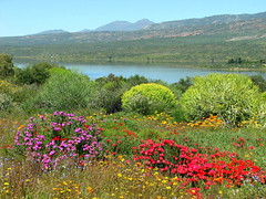 Flower Power of the Cederberg Nature Reserve