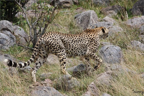 你拍攝的 58 Masai Mara - Leopard。