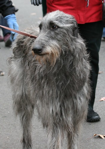 Scottish wolfhound