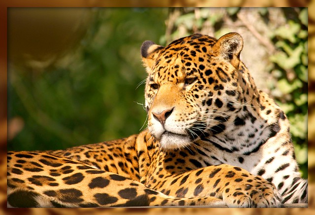 jaguar felin fauve amazonie lolodoc flickrbigcats dejault “flickraward”