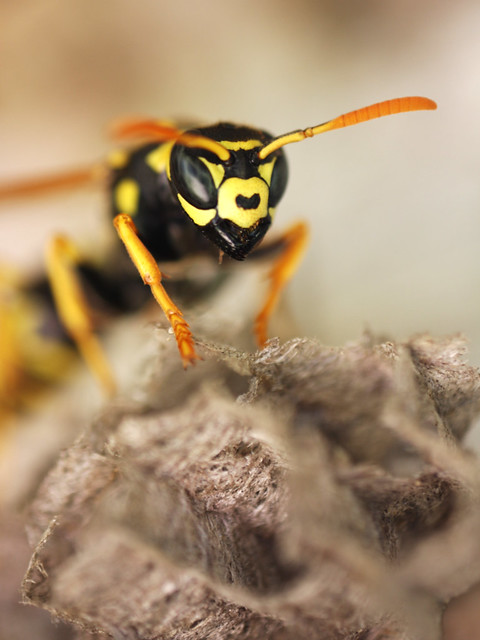 European Paper Wasp (Polistes dominula) female