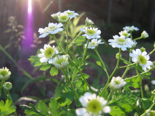 feverfew in early evening light