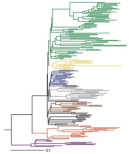 invertebrate phylogenetic tree. The phylogenetic tree was