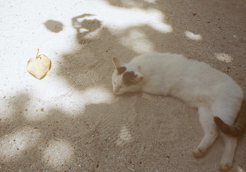 カイジ浜の猫