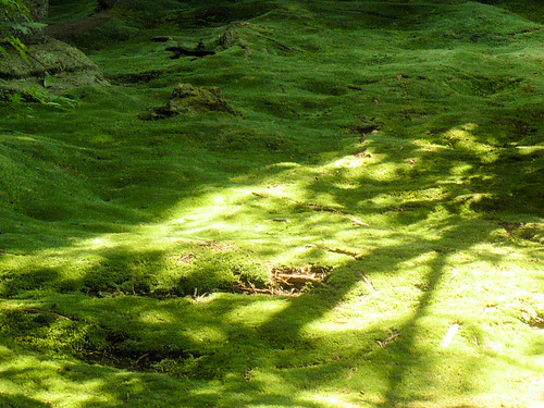 Ryoanji moss garden