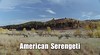serengueti americano