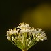 Allium tuberosum | Chinees bieslook - Garlic chives