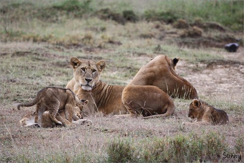 你拍攝的 56 Lake Nakuru - Lion。