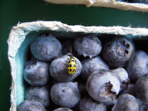 Blueberry Bug