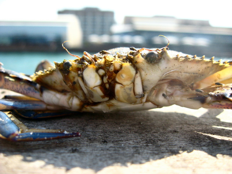 13-10-2008-poor-dead-crab3