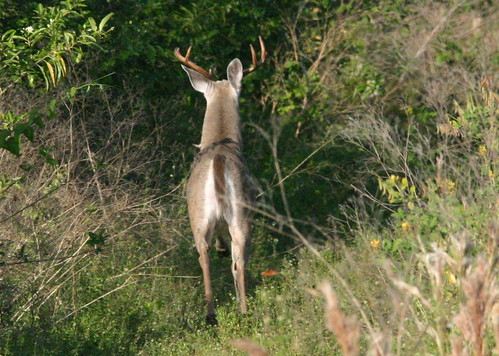 Deer 20081019