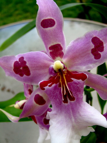Valentine's day orchid