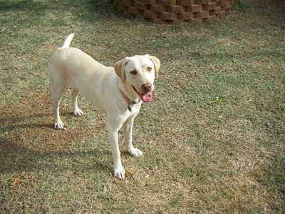 Izzy All Grown Up - Lab Pictures