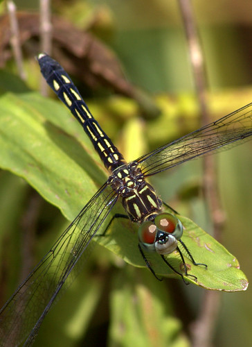 (?) Monkey-faced Dragonfly