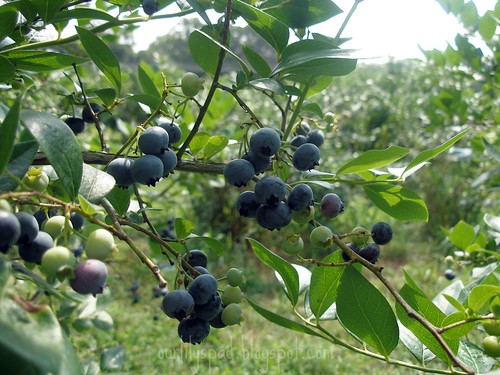 The blueberry patch