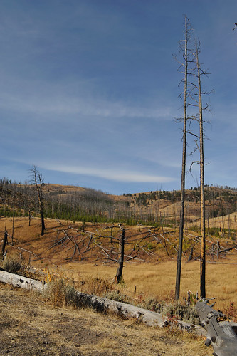 Petrified Tree Drive, Yellowstone NP