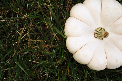 White jack-be-little pumpkin.