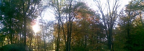 Fall Afternoon Trees Panorama