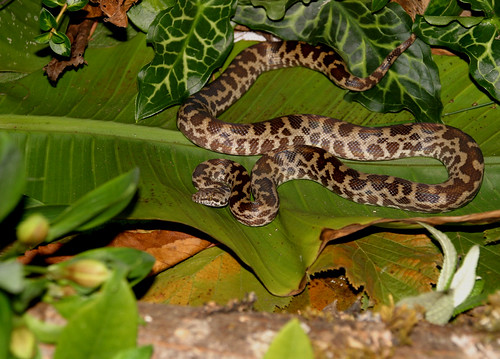 Spotted Python (A. maculosa), Cape York variation, juv female