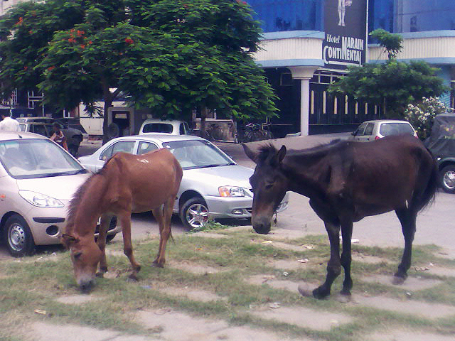 Pony parking