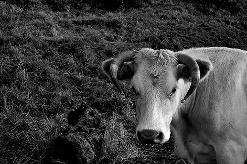 Vaca Charolêsa