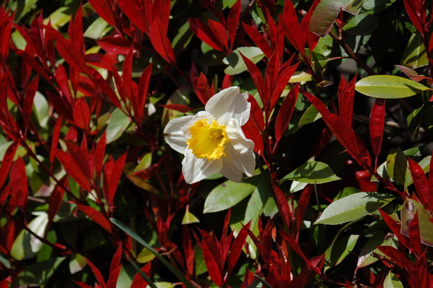 daffodil_red_tip_bushes