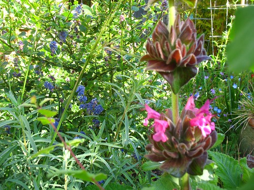 Ceanothus 'Frosty Blue' + Salvia spathacea