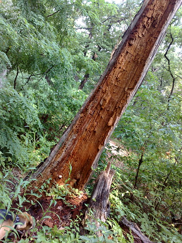Fort Slocum tree carcass