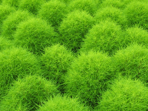 Green / 緑(みどり)