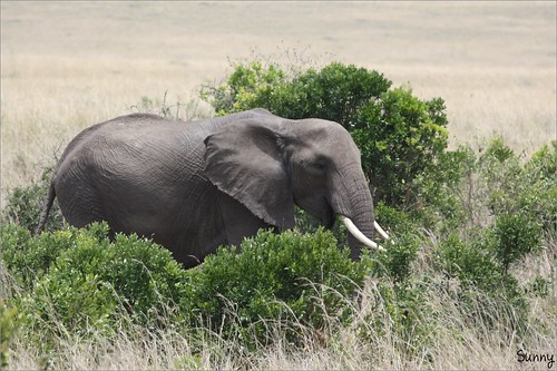 你拍攝的 53 Masai Mara - Elephant。