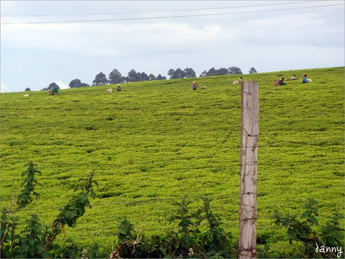你拍攝的 22 Kenya - Tea Farm。