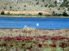 Prokopiou lagoon shore, West Achaia 