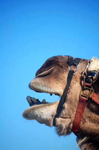 camel call