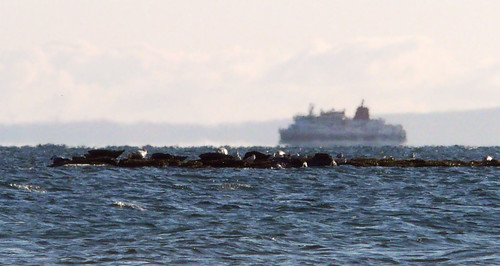 Seals and Arran Ferry