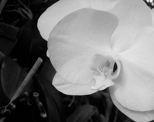 Black And White Orchid Pictures. Black and White Orchid