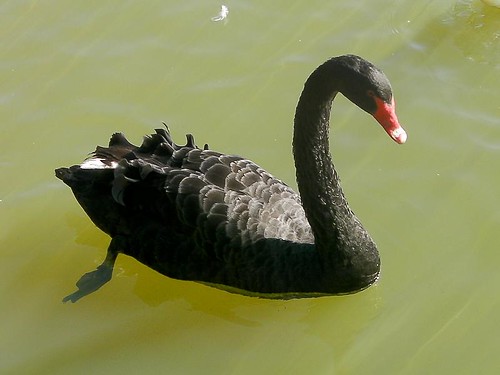 Black Swan at Tallinn Zoo