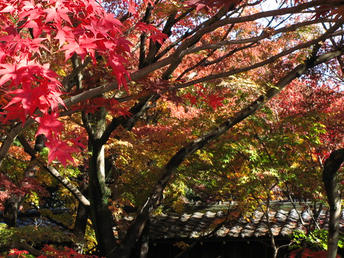Autumn / 秋(あき)