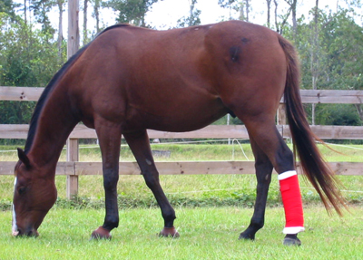 Horse Suspensory Injury