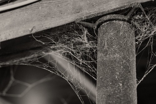 Cobweb by pmarkham on Flickr Creative Commons