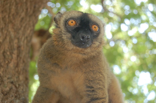 Mayotte Lemurs Dec 07 no 5