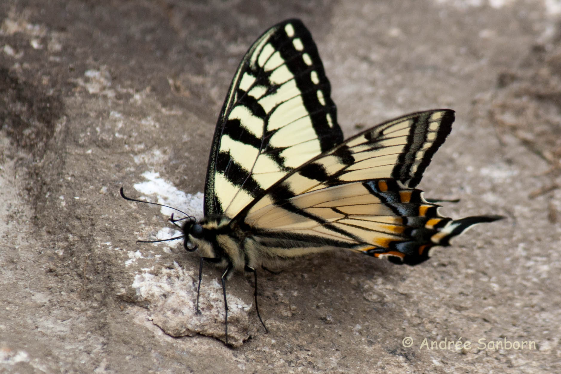 Eastern Tiger Swallowtail (Papilio glaucus)-5.jpg
